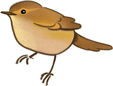 Imagen de un pájaro mosquitero